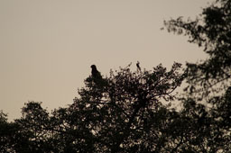 Aigle, à contre-jour dans un arbre